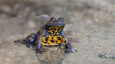 De geelbuikvuurpad stond in de jaren tachtig op het randje van uitsterven in Zuid-Limburg. Nu gaat het weer wat beter