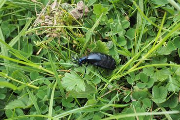 Ecologische doelen breed pakken: minder bekende (zeldzame) soorten zijn ook een graadmeter voor ecologische kwaliteit van graslanden. Hier een gewone oliekever (afhankelijk van solitaire bijensoorten)