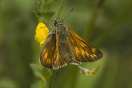 Ochlodes faunus. Groot dikkopje, vrouw