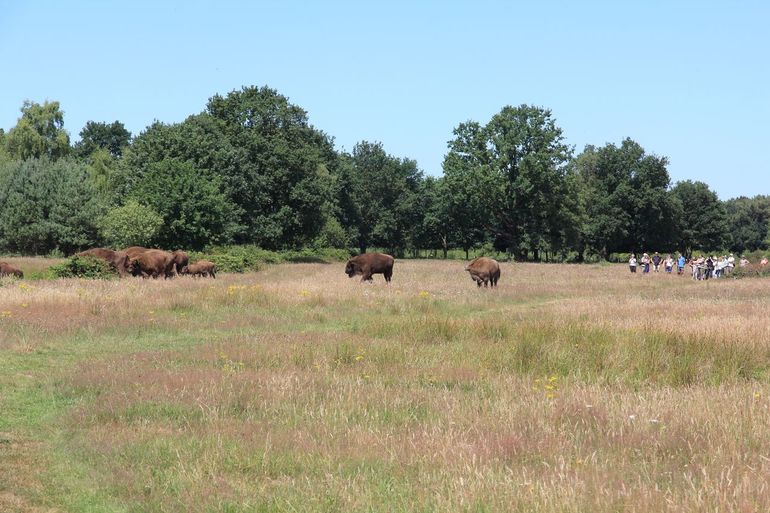 Mens en wisent delen hier hetzelfde landschap in De Maashorst &ndash; en dat gaat al jaren goed. De wisenten leven er probleemloos samen met andere grote grazers &eacute;n met menselijke bezoekers. Met voldoende ruimte, rust en wederzijds respect lopen mens en dier elkaar niet in de weg. Een mooi voorbeeld van hoe rewilding en recreatie harmonieus kunnen samengaan