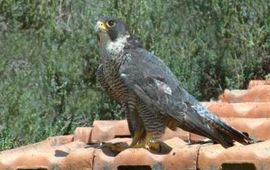 Falco peregrinus. Slechtvalk. Foto: Saxifraga-Jan van der Straaten.
http://www.freenatureimages.eu
Foto voor thumbnail