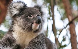 Melanie Mahoney / © IFAW Een geredde koala zit in een boom die dient als tussenstap voor vrijlating.