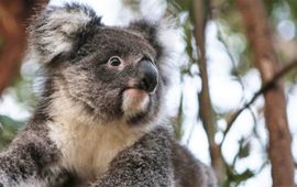 Een geredde koala zit in een boom die dient als tussenstap voor vrijlating.