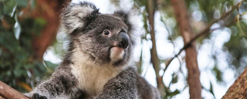 Een geredde koala zit in een boom die dient als tussenstap voor vrijlating.