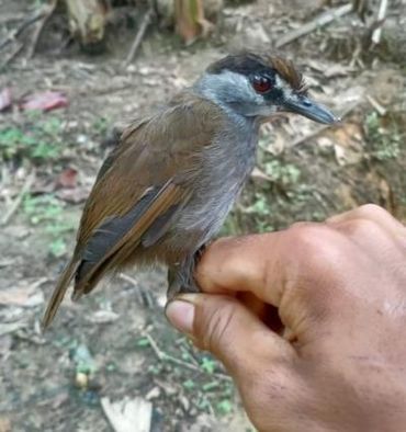 Levende zwartbrauwmuistimalia, Zuid-Oost Borneo