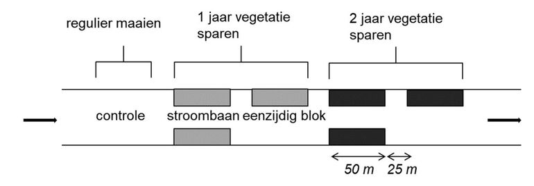 Opzet van het veldexperiment om de kortetermijneffecten van maaibeheer met 5 deeltrajecten van 50 m lengte te onderzoeken. Regulier maaibeheer (controle), 1 jaar eenzijdig en tweezijdig (stroombaan) niet-maaien, 2 jaar eenzijdig en tweezijdig niet-maaien. De afstand tussen de verschillende vegetatieblokken bedraagt 25 meter, waartussen regulier gemaaid is