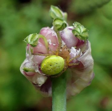 Gewone komkommerspin op Allium