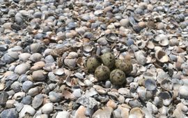 Vogelbescherming Nederland Eieren visdief