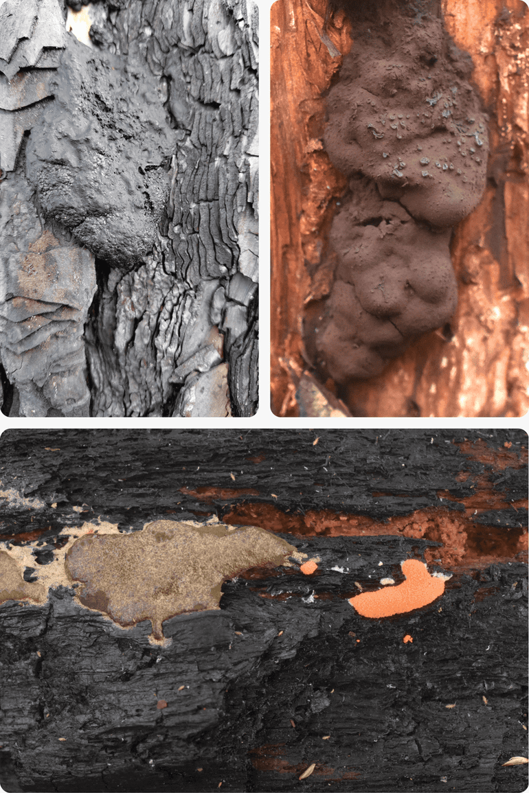 Boven het Zwart dropkussen, onder het Olijfkleurig boomkussen met rechts het oranje onrijpe stadium en links het rijpe stadium waarin de sporen rijp zijn
