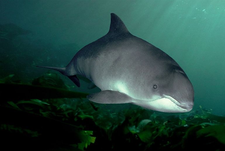 Bruinvis in de Noordzee