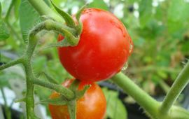 Eerste rode tomaat op Marsbodemsimulant, vijf maanden na de start van het experiment