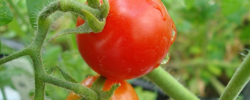 Eerste rode tomaat op Marsbodemsimulant, vijf maanden na de start van het experiment