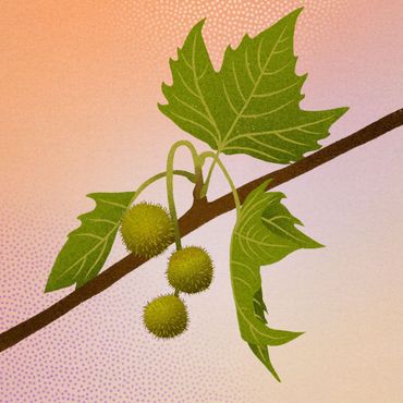 Gewone plataan (Platanus &times; hispanica)