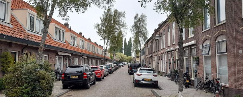 De met berken beplante 'Os en Paardenlaan' in Leiden, een voorbeeld van een straat met zeer sterk allergene bomen.