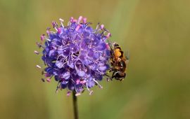 Succisa pratensis. Blauwe knoop