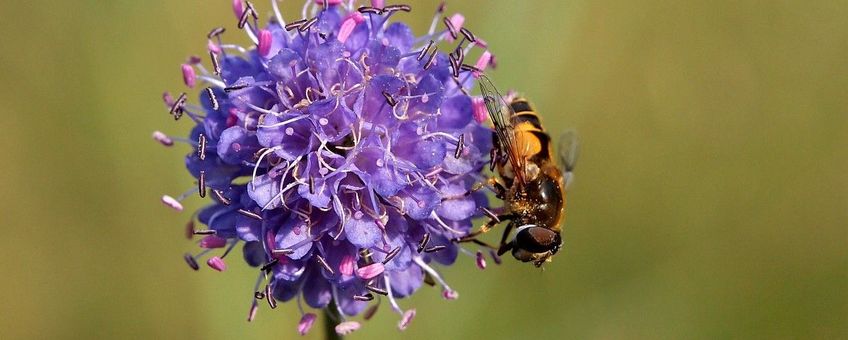 Succisa pratensis. Blauwe knoop