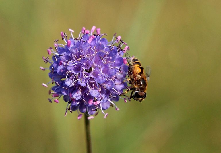 Blauwe knoop is in de nazomer een belangrijke plant voor insecten