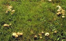 PPO Wageningen Marasmius oreades
Weidekringzwam
PPO Wageningen