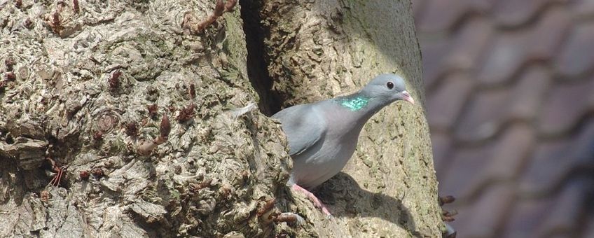 Columba oenas. Holenduif