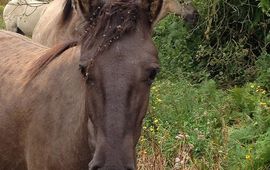 FREE Nature Konik