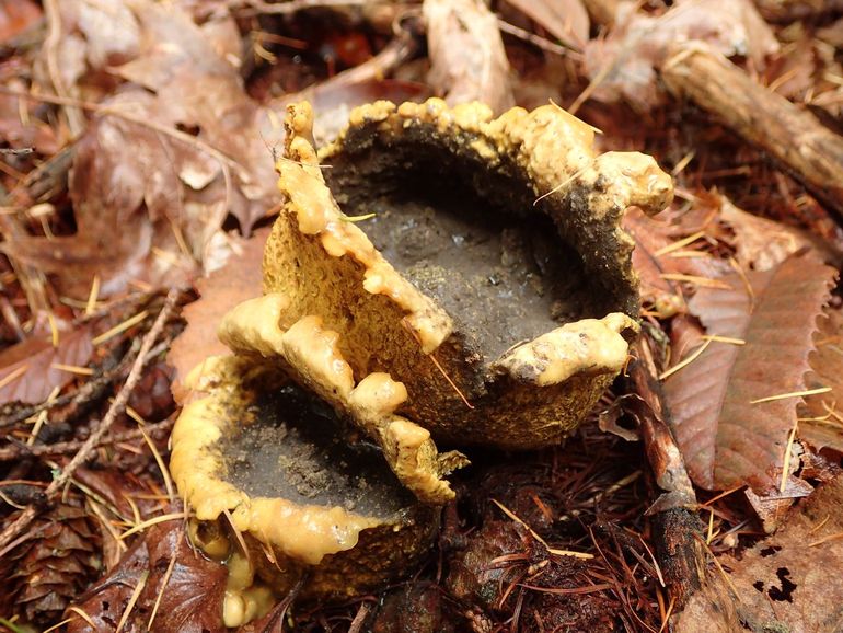 Opengebarsten gele aardappelbovist met sporensoep