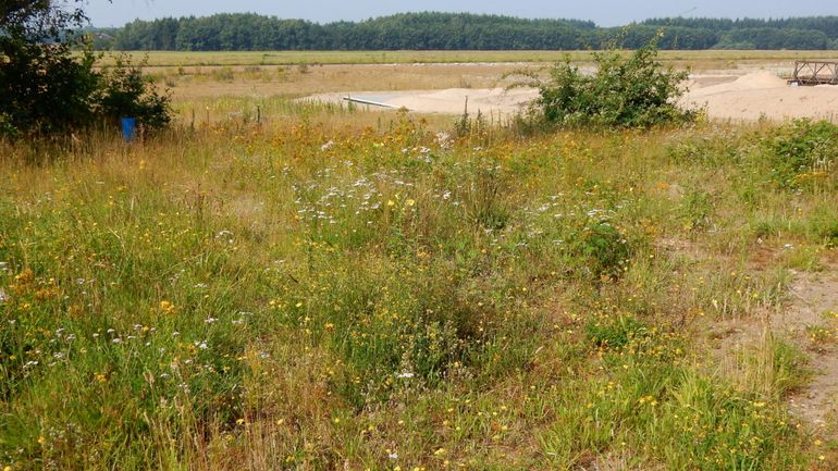 De combinatie van dit soort bloemrijk grasland en de hele schrale graslanden maakt Soesterberg zo belangrijk voor vlinders