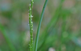 glyceria declinata