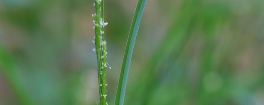 glyceria declinata