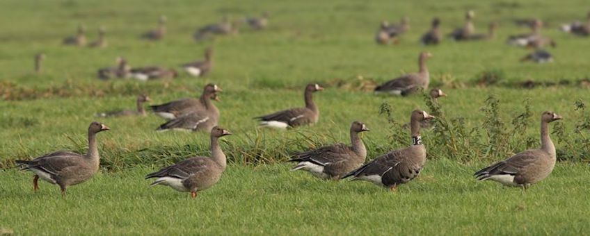 Kolgans - Anser albifrons (adult)
2012-11-20 Brandwijk - Polder Gijbeland © Albert de Jong