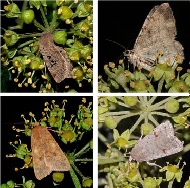 Nachtvlinders op klimop: v.l.n.r. boven zwartvlekwinteeruil en taxusspikkelspanner, onder bruine herfstuil en kadeni-stofuil