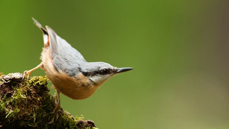 Als we minder vogels als de boomklever of de grote bonte specht tellen, zegt dat wat over de waarde van de natuur