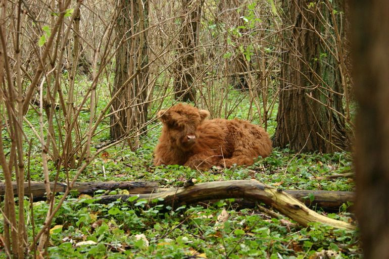 Schotse Hooglander op Eiland van Brienenoord