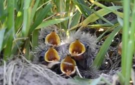 Nest jonge veldleeuweriken