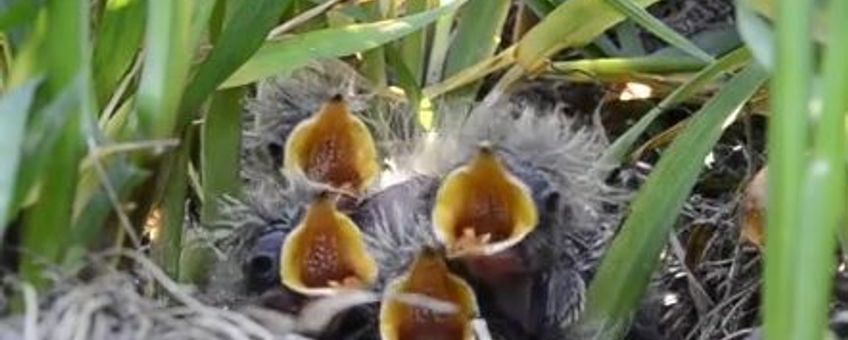 Nest jonge veldleeuweriken