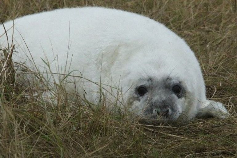 Een wat oudere pup heeft geen zichtbare nek meer