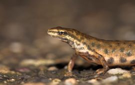 man kleine watersalamander