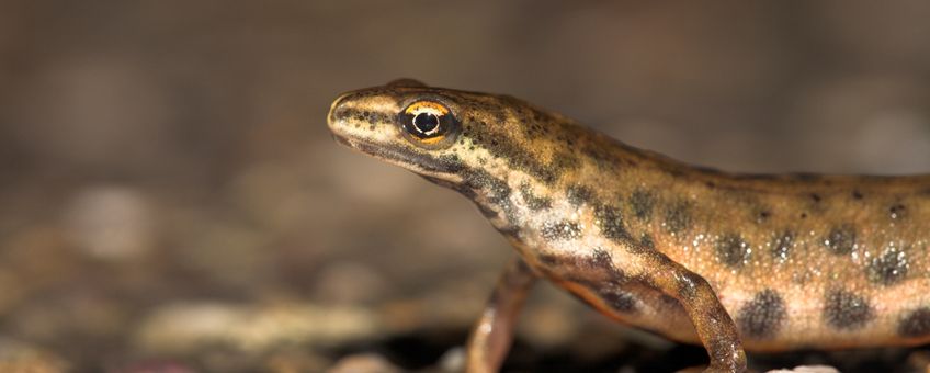 man kleine watersalamander