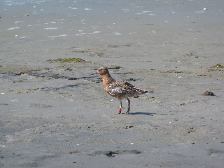 A red knot with a transmitter on its back and colour rings for identification