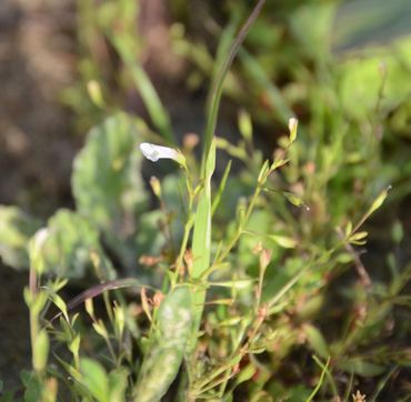 Yellowseed false pimpernel (Lindernia dubia)