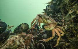 Krab op een oesterrif in de Noordzee