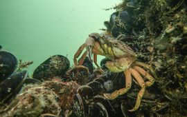 Ad Aleman Krab op een oesterrif in de Noordzee