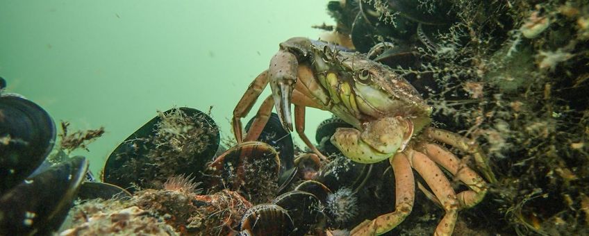 Krab op een oesterrif in de Noordzee