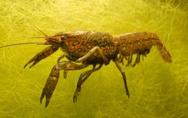 Bram Koese Marmerkreeft (Procambarus virginalis).