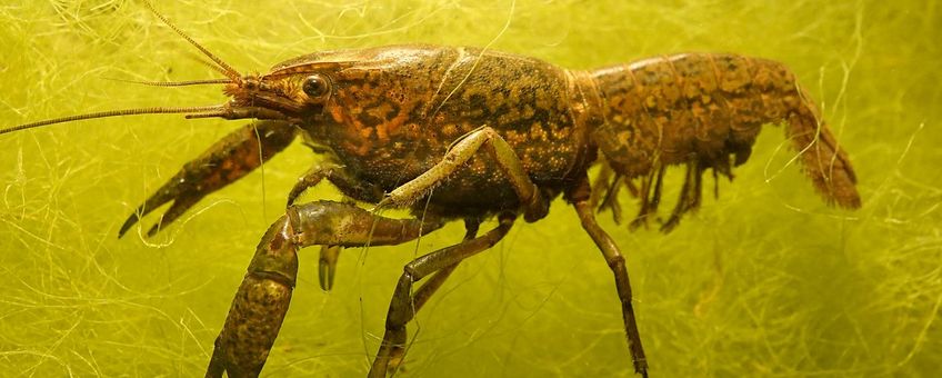 Marmerkreeft (Procambarus virginalis).