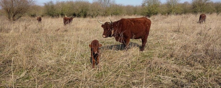 Eerste kalf van het jaar in de Klompenwaard