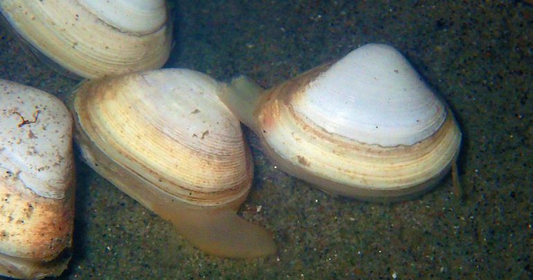 Levende Halfgeknotte strandschelpen onder water. Het dier rechts heeft beide sifonen naar links uitgestoken. De ene (vaak onderste) buis zuigt water met voedseldeeltjes aan, de andere stoot verwerkt water uit. Het exemplaar links heeft de graafvoet uitgestoken, een gespierd orgaan om mee te graven. Actieve dieren graven zich in korte tijd in. Alleen de sifotoppen steken dan nog uit de bodem. Omdat de sifonen kort zijn, zit het dier nooit diep in de bodem. Ze zijn een makkelijke prooi voor duikende eenden en andere zeevogels en spoelen snel los