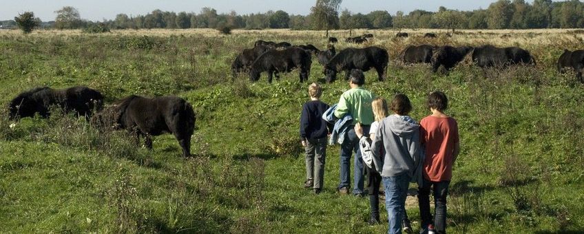 NL, Noord-Brabant, Steenbergen, Dintelse Gorzen 16,