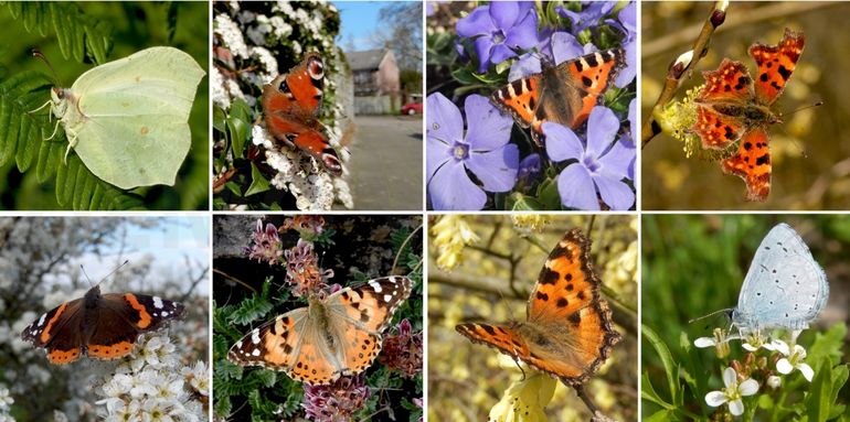 Waargenomen dagvlinders 7 maart 2020, v.l.n.r. boven: citroenvlinder, dagpauwoog, kleine vos & gehakkelde aurelia; onder: atalanta, distelvlinder, grote vos & boomblauwtje