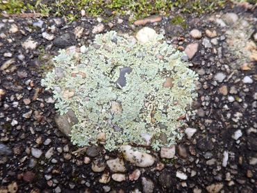 Muurschotelkorst (Lecanora muralis)