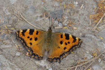 De grote vos lijkt terug te keren naar Nederland